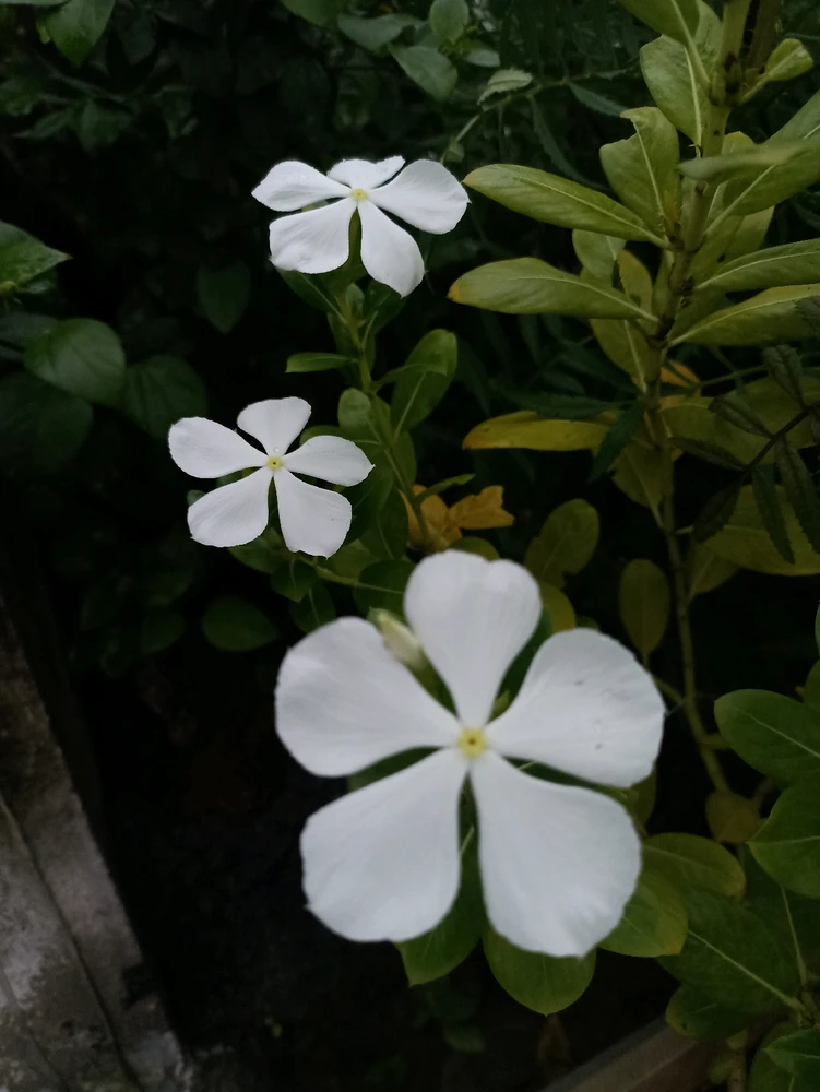 GIF uploaded by Dolly