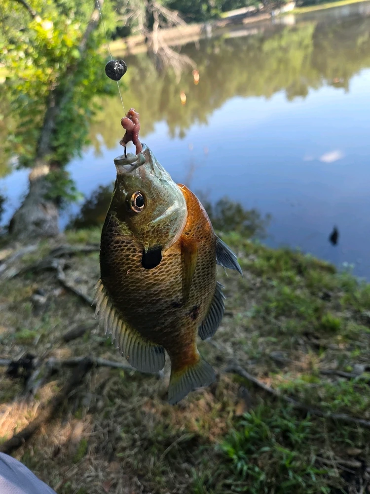 Image uploaded by Josh