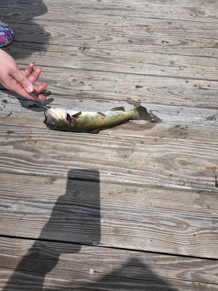 Image uploaded by Josh