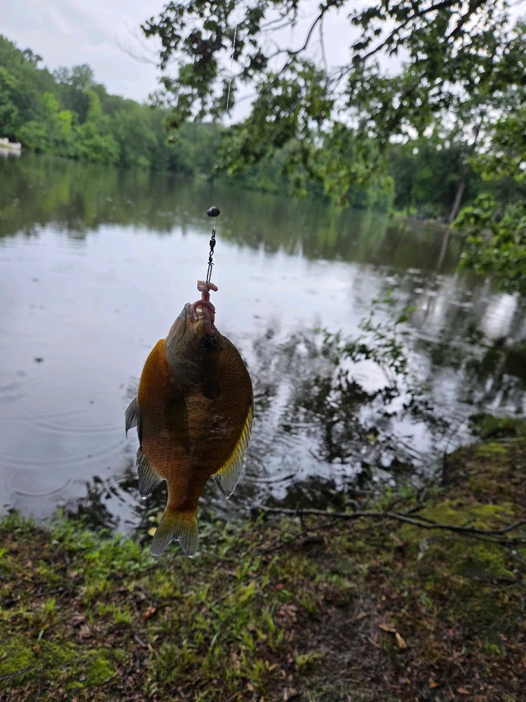 Image uploaded by Josh