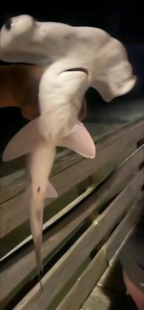 Image uploaded by Josh