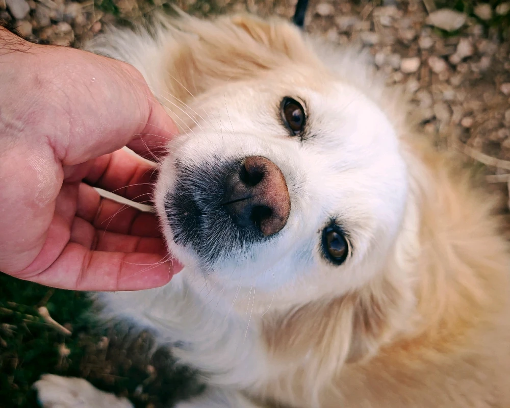 GIF otpremio/la Nikola