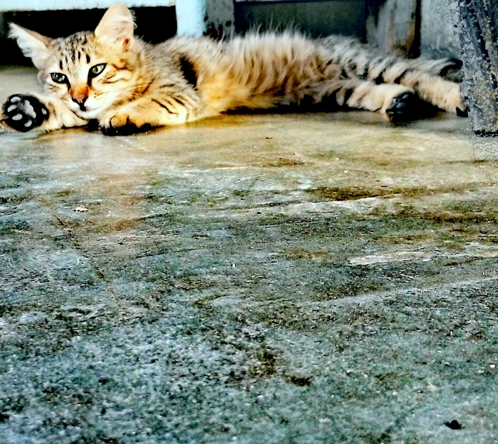 GIF رفعها Řąħął_؃_ÄłMøħåłh