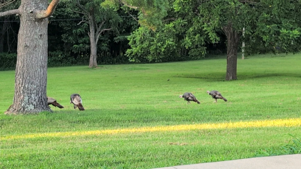 Image uploaded by Chuck