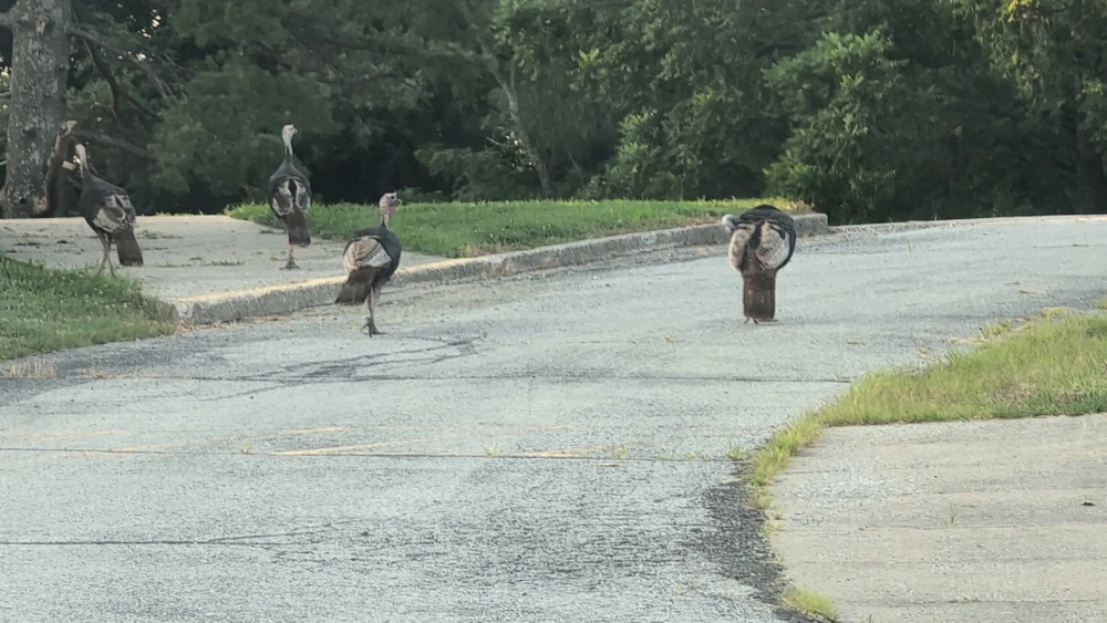 Image uploaded by Chuck