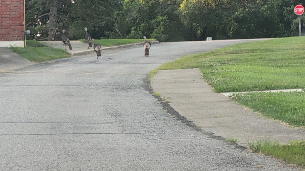 Image uploaded by Chuck