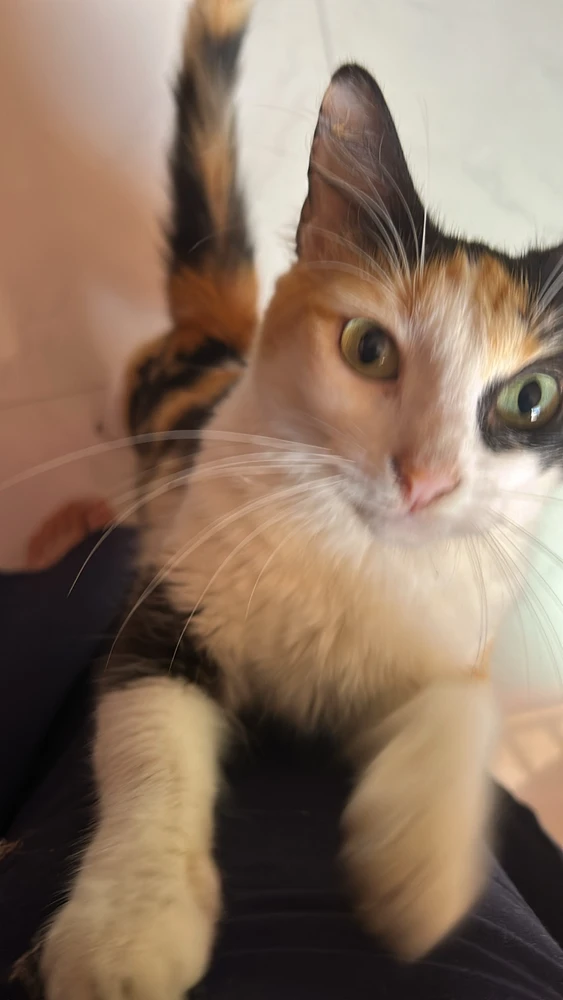 GIF subido por Selene