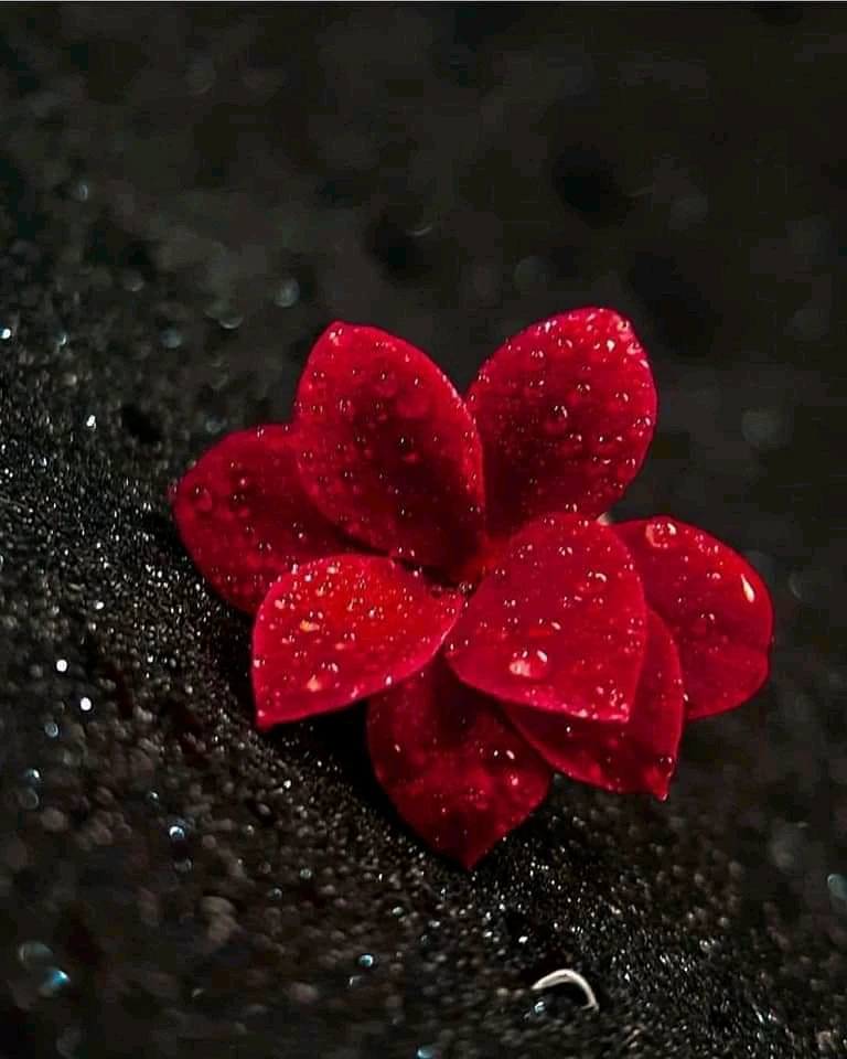 Image uploaded by Dolly