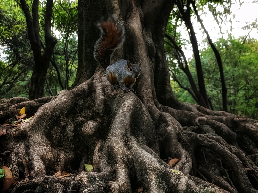 GIF subido por JOSE FRANCISCO