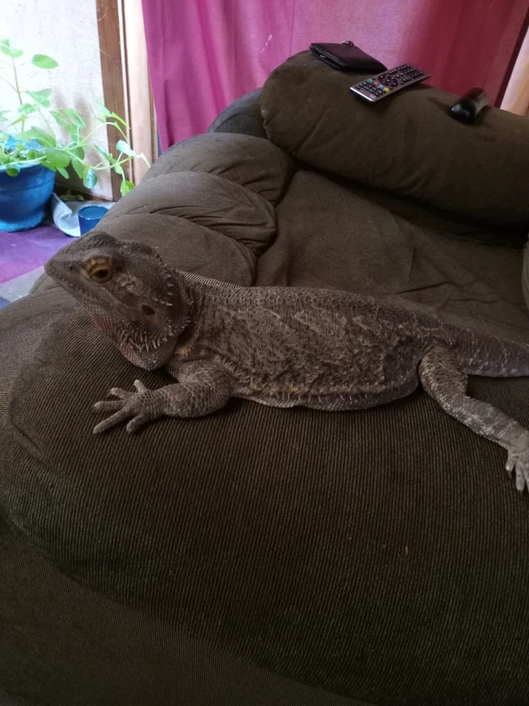 Image uploaded by Benjiggity