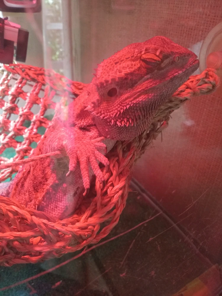 Image uploaded by Benjiggity