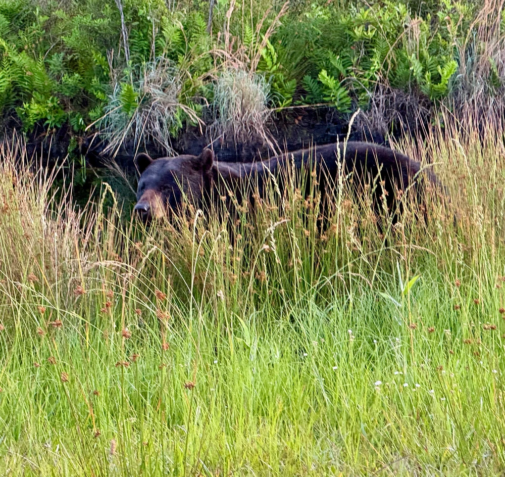 GIF uploaded by Josh