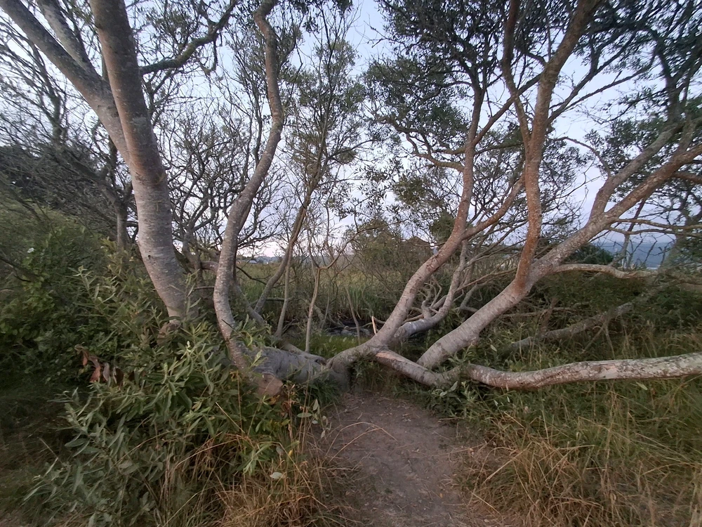 Sundown at the Marsh