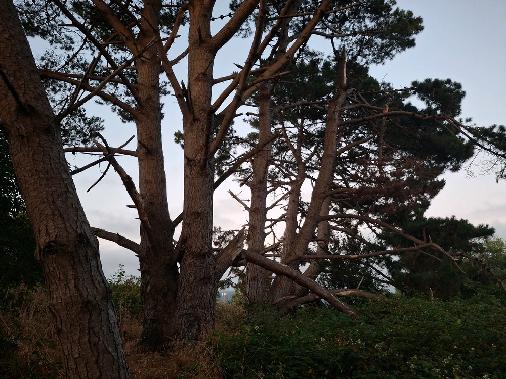Sundown at the Marsh