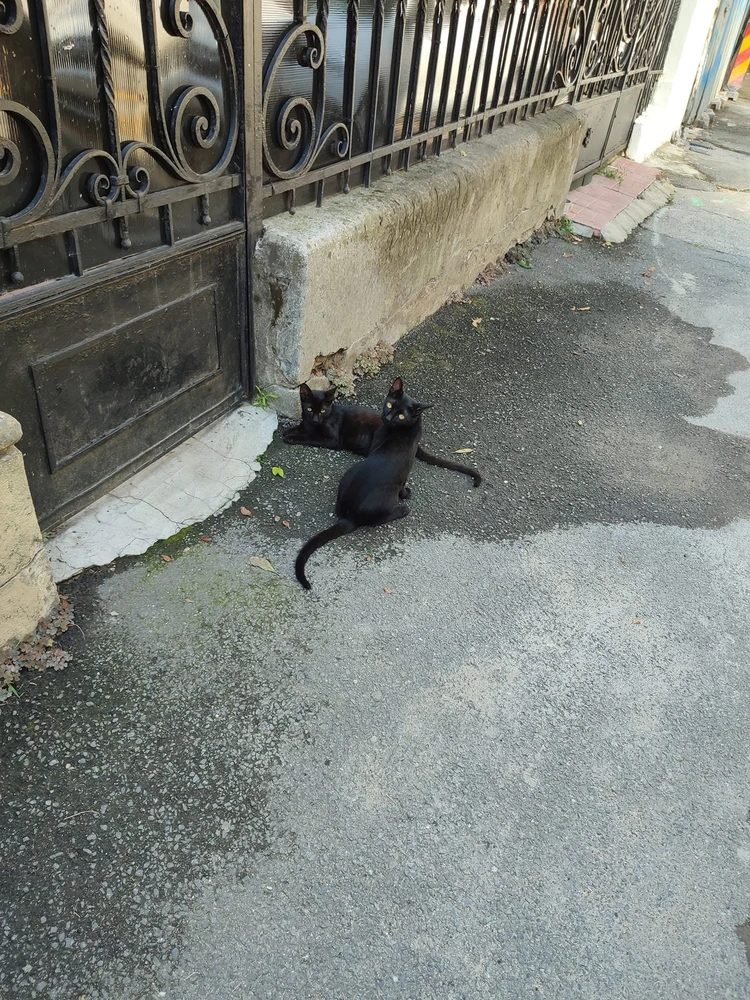 Image uploaded by Cristian