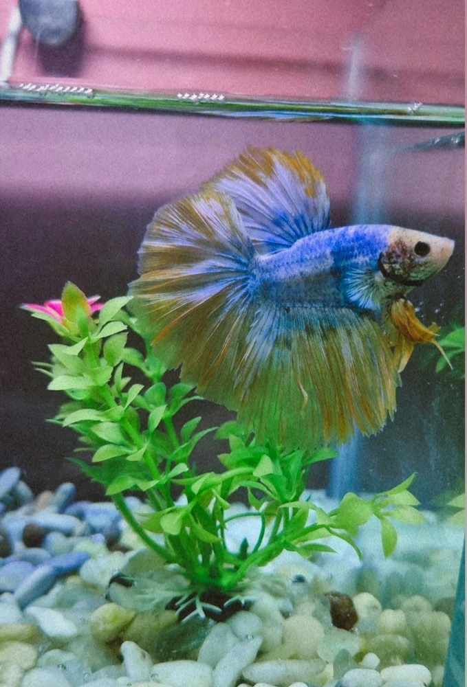 GIF uploaded by Ruby