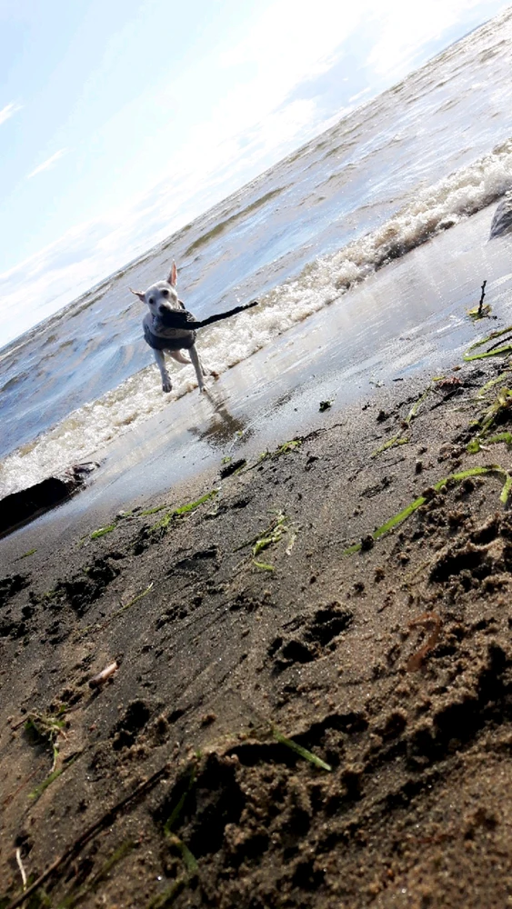 GIF uploaded by DevilsDaughter