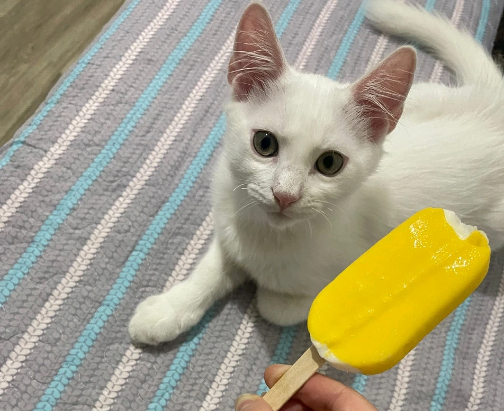 GIF uploaded by Kun iheb
