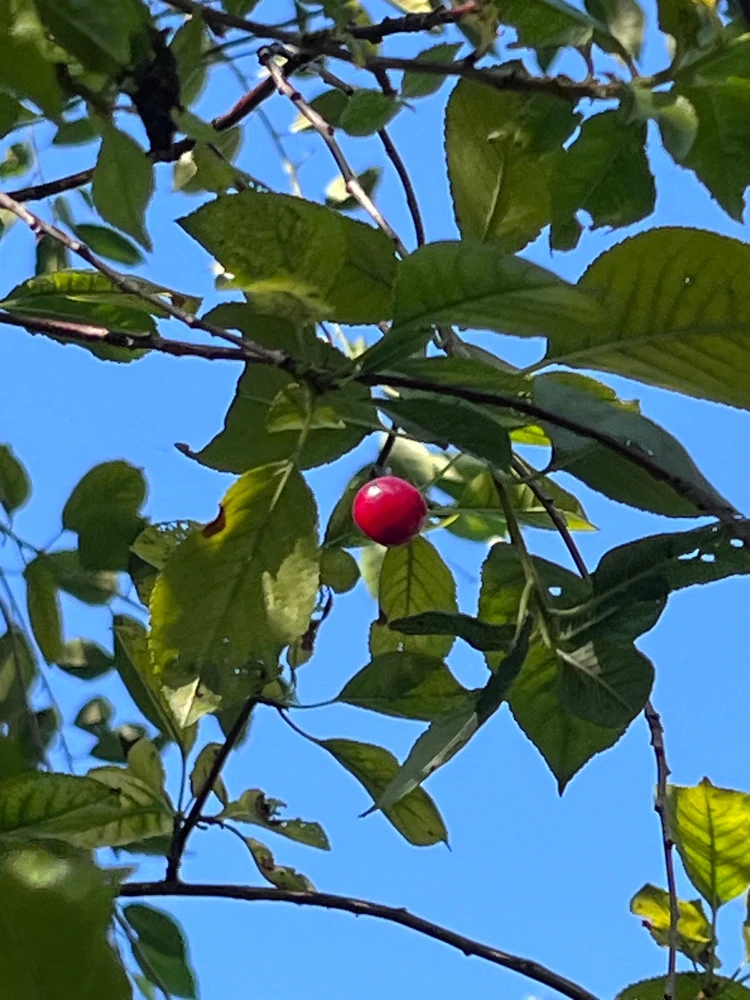 Image uploaded by Meadow