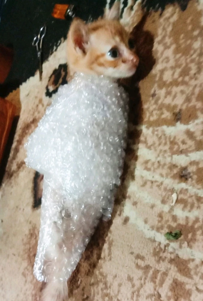 Gambar diunggah oleh Septy