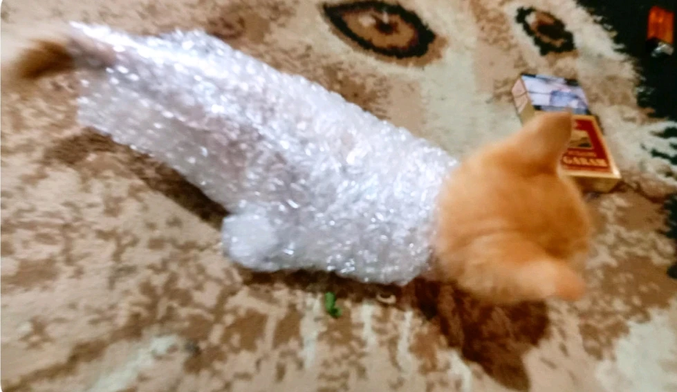 Gambar diunggah oleh Septy