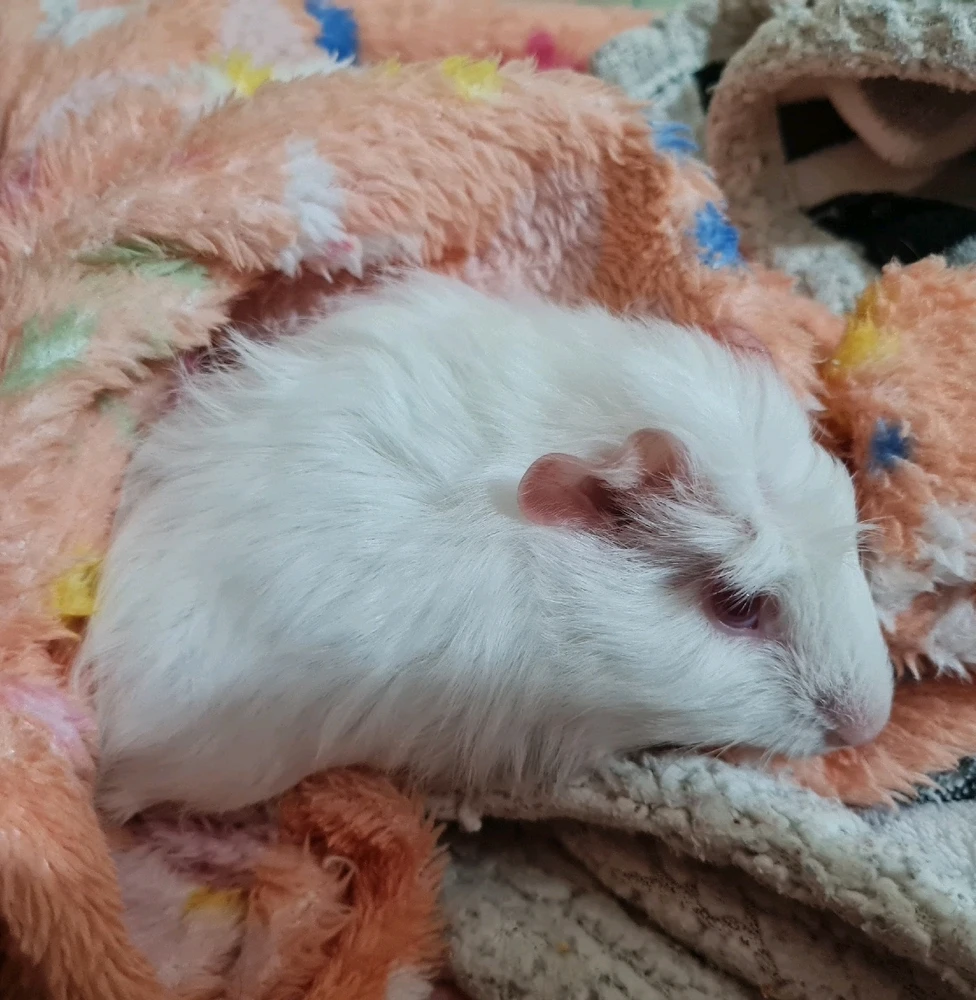 GIF enviado por Karol