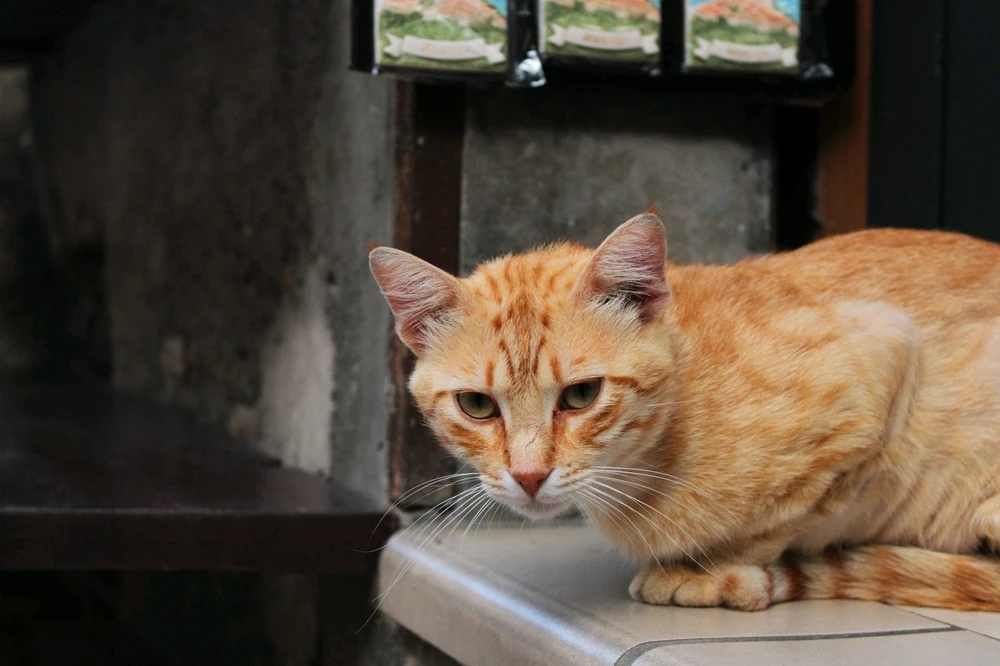 Immagine caricata da Jgor