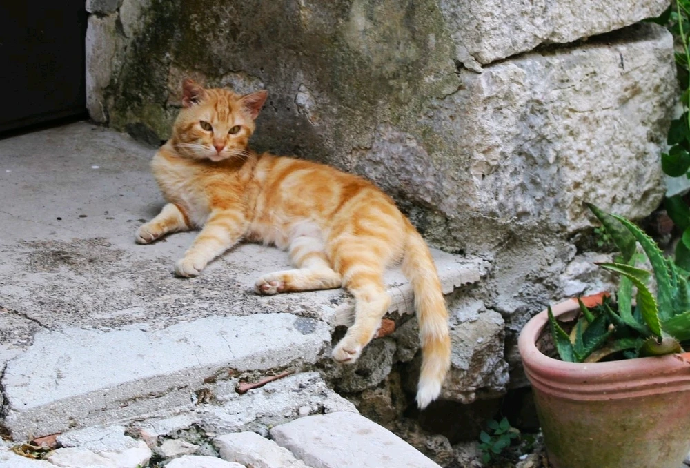 Immagine caricata da Jgor