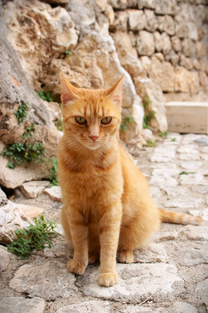 Immagine caricata da Jgor