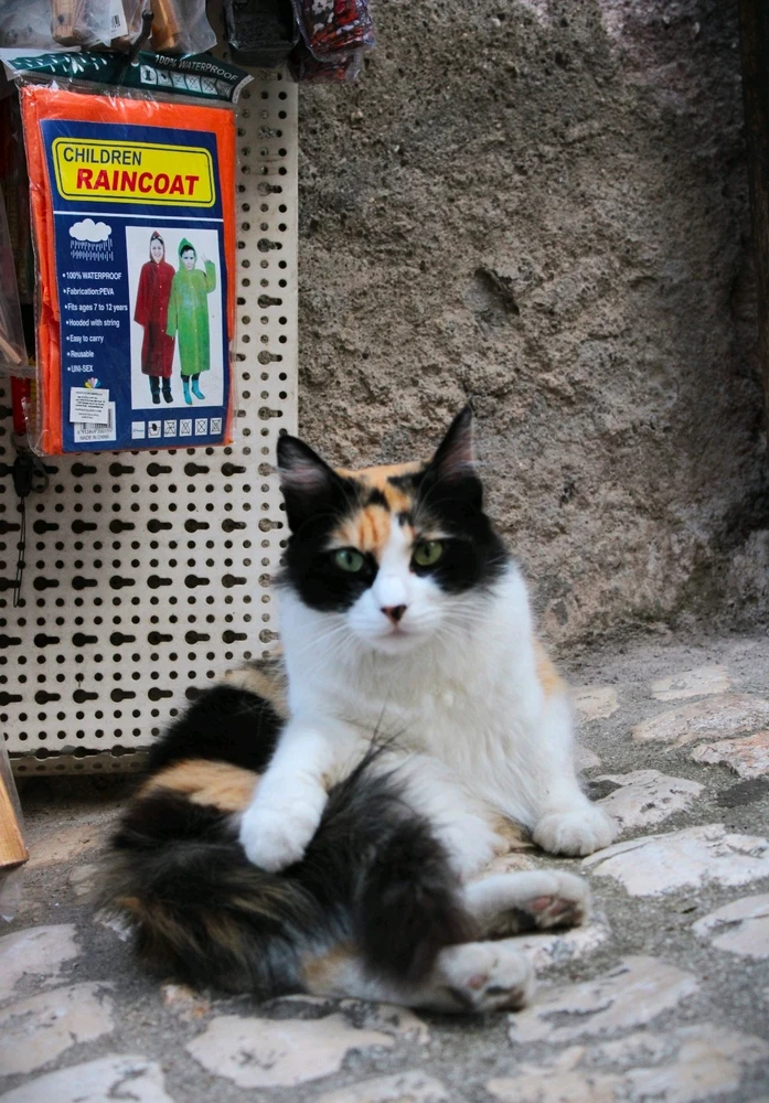 Immagine caricata da Jgor