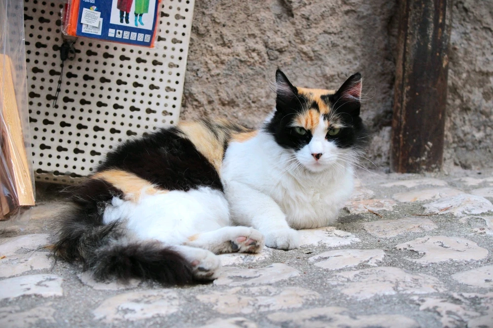 Immagine caricata da Jgor