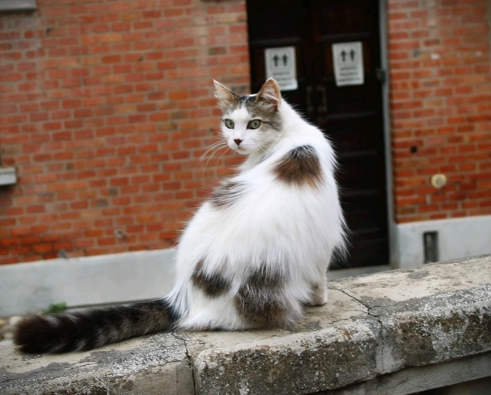 Immagine caricata da Jgor