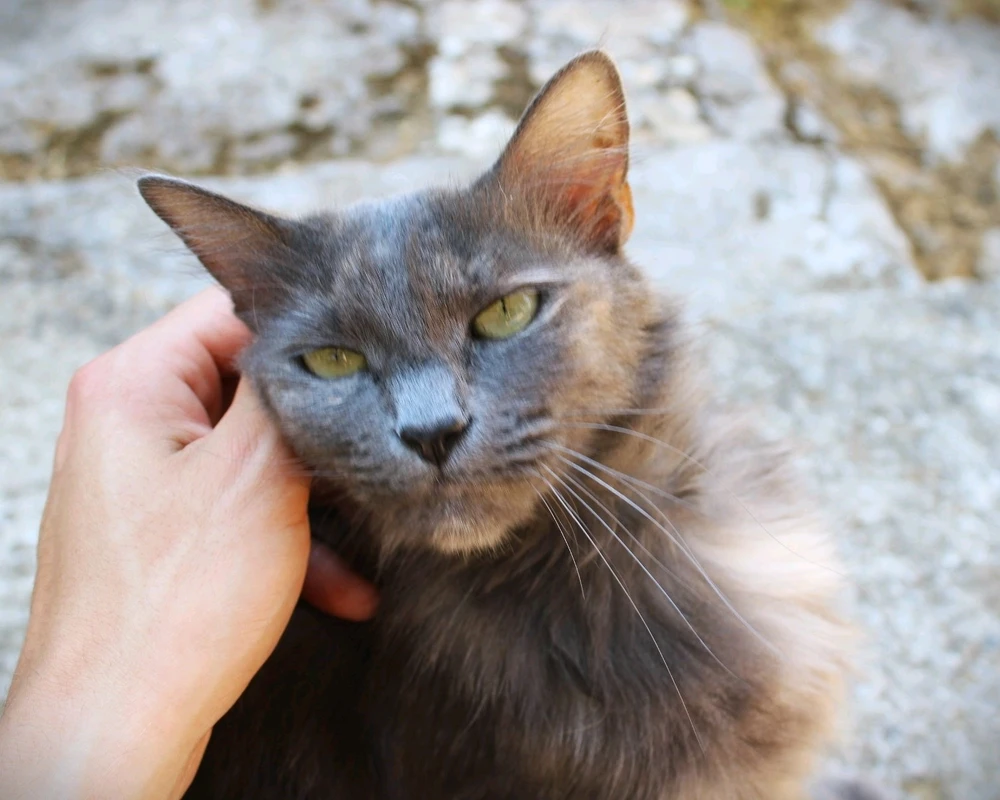 Immagine caricata da Jgor