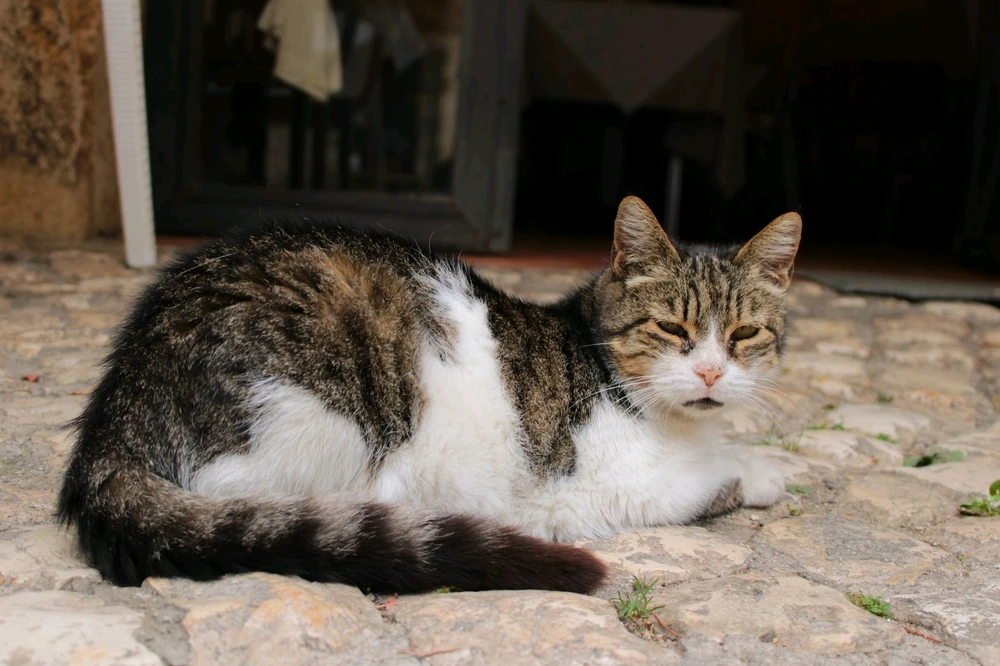 Immagine caricata da Jgor