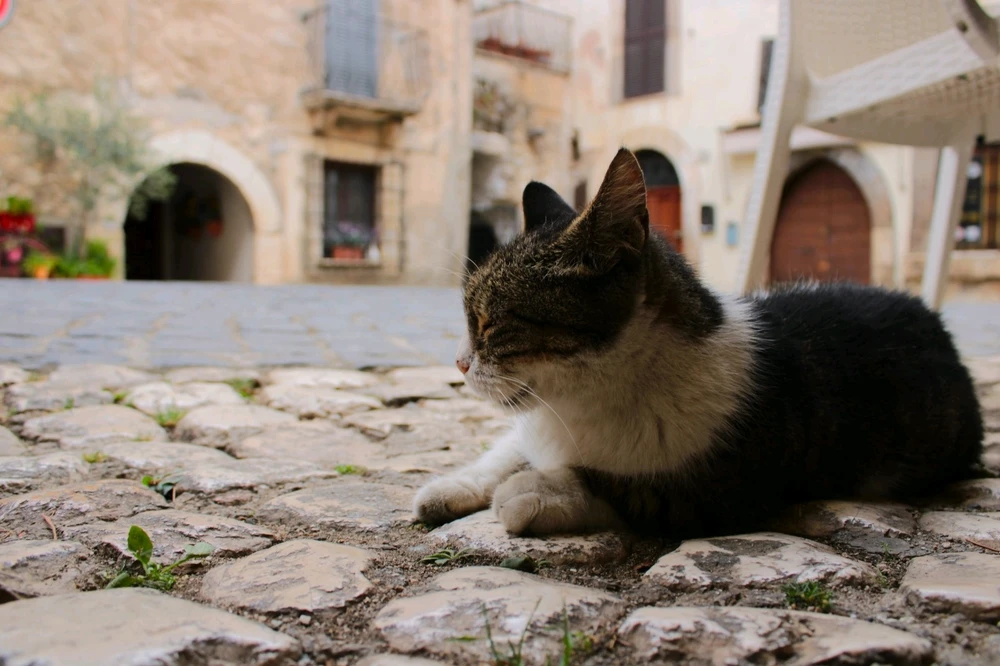 Immagine caricata da Jgor