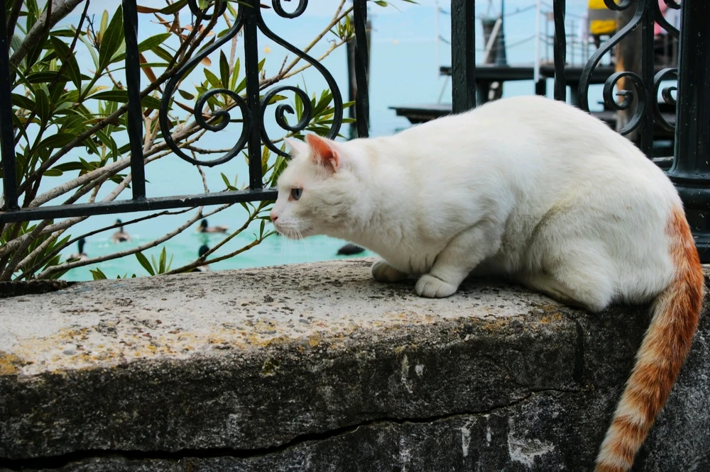 Immagine caricata da Jgor