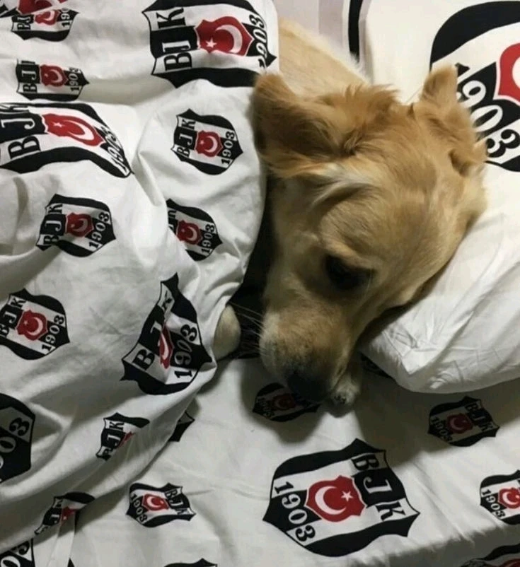 Emirhan tarafından yüklenen GIF