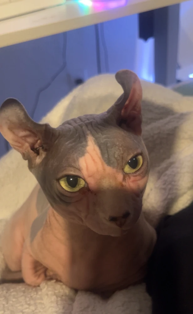 Image uploaded by Morgan