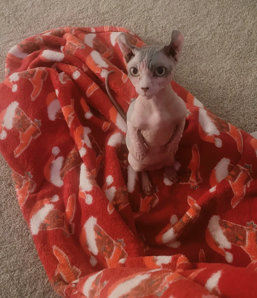 Image uploaded by Morgan