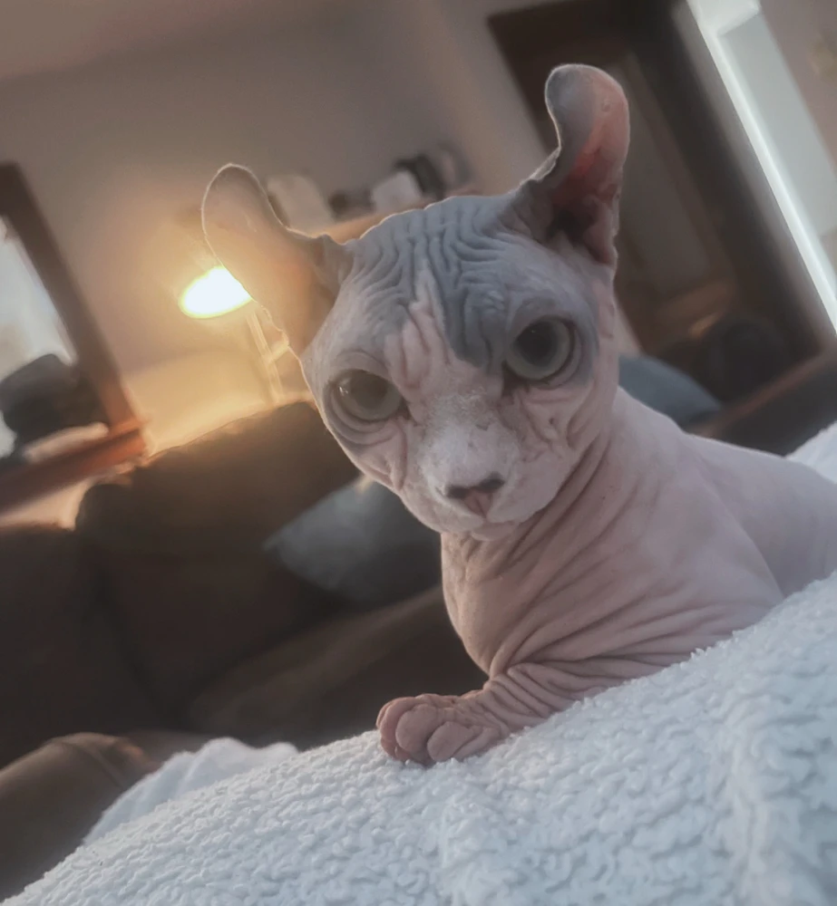 Image uploaded by Morgan