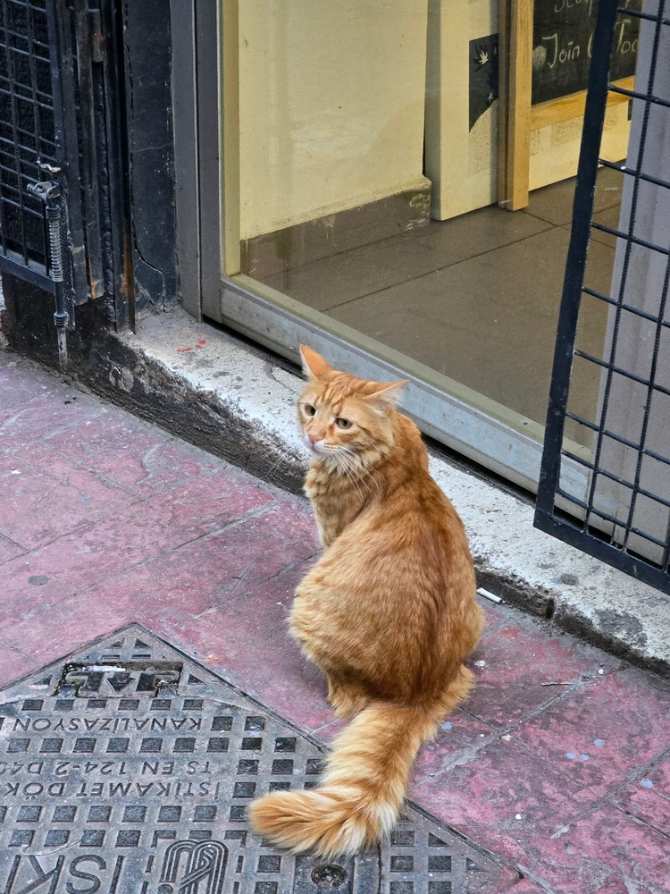 Фото загрузил Olesia