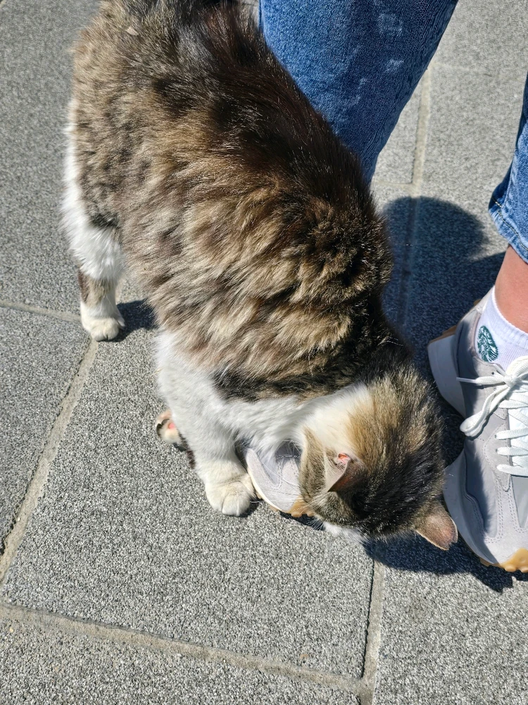 Фото загрузил Olesia