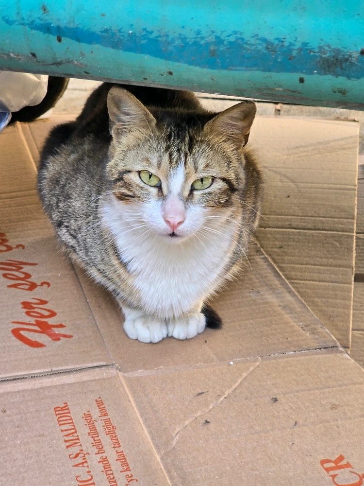 Фото загрузил Olesia