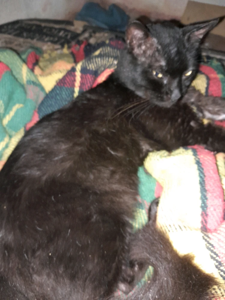 Imagem enviada por Jasmim ou Mim