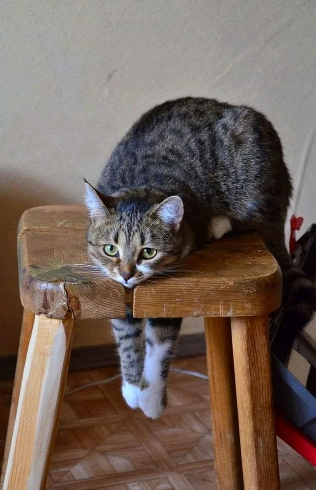 GIF hochgeladen von Doris