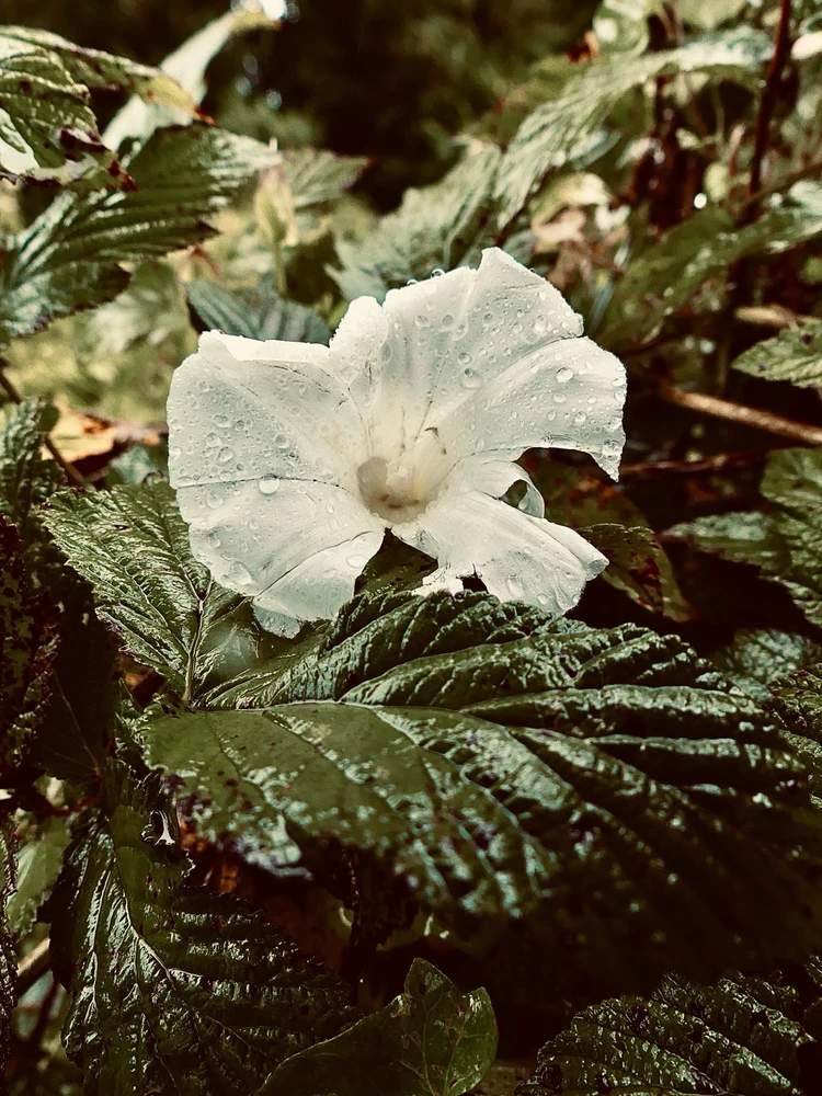 GIF hochgeladen von Tom