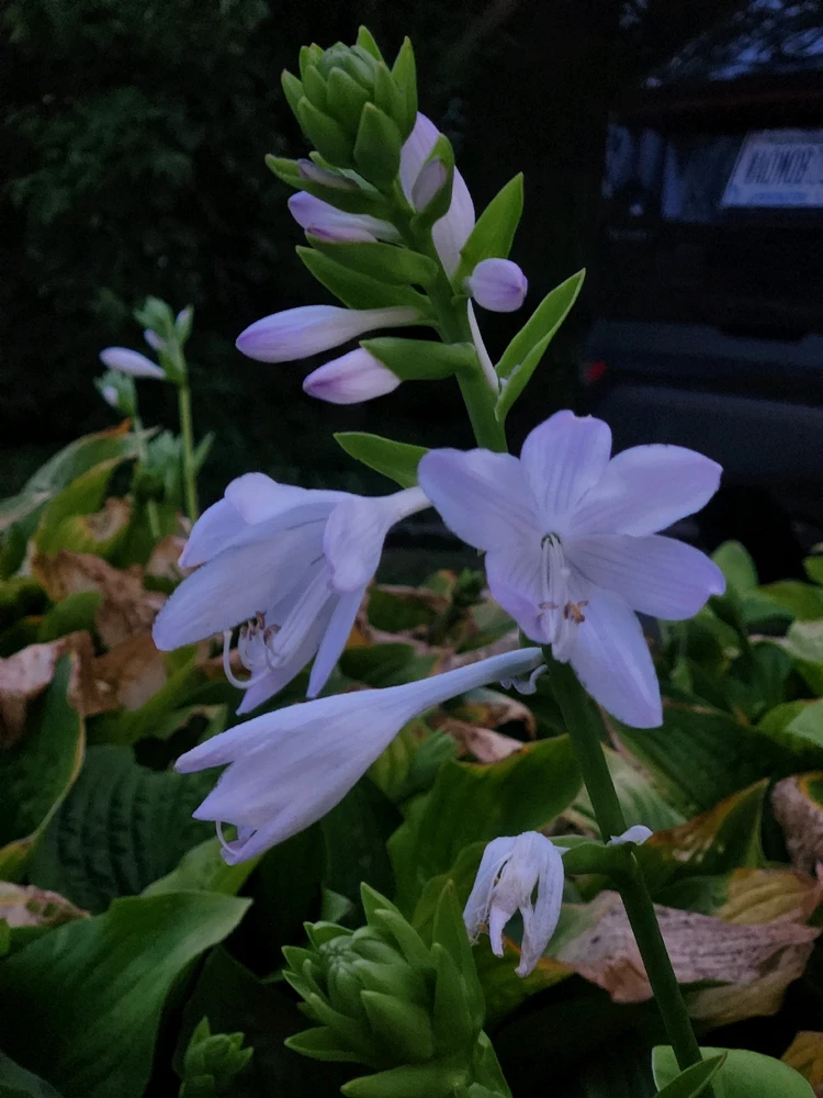 Image uploaded by 《🌹.::Lenöré::.🌹》