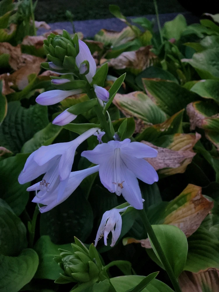 Image uploaded by 《🌹.::Lenöré::.🌹》