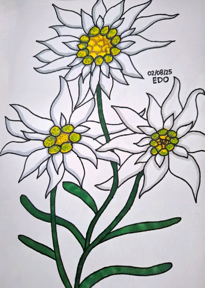 Edo上傳的圖片
