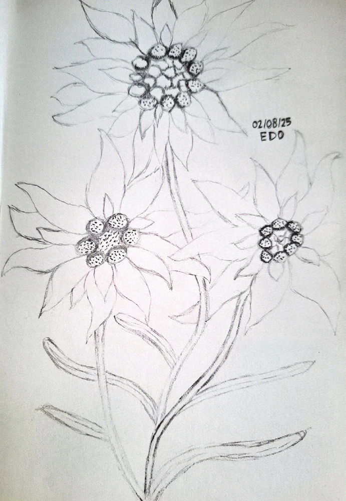 Edo上傳的圖片